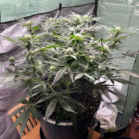 Milky Way #2 growlog timeline photo