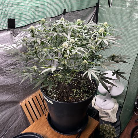 Milky Way #2 growlog timeline photo