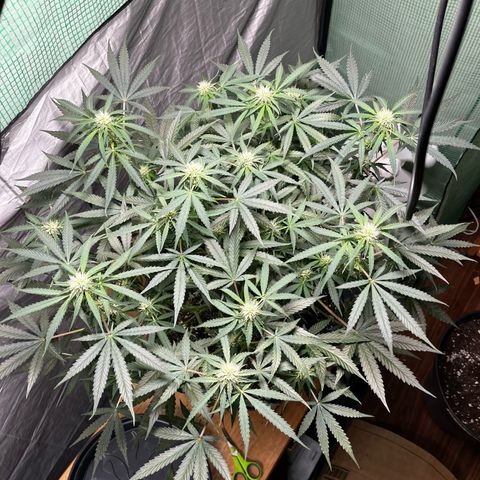 Milky Way #2 growlog timeline photo