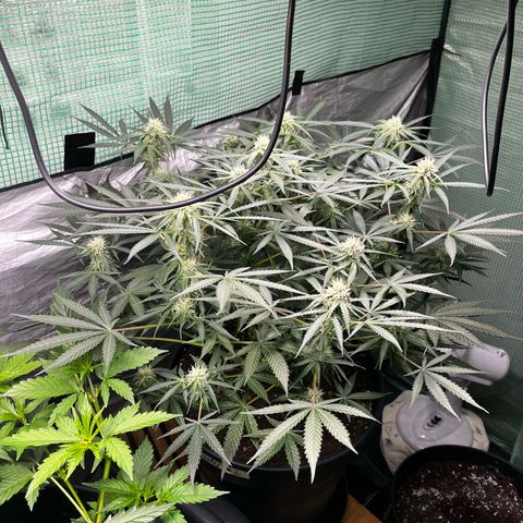 Milky Way #2 growlog timeline photo