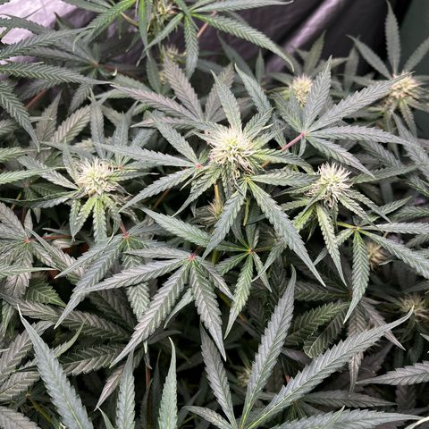 Milky Way #2 growlog timeline photo