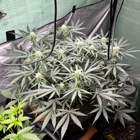 Milky Way #2 growlog timeline photo