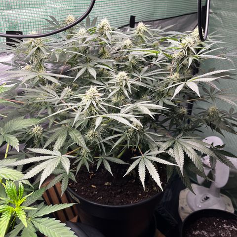Milky Way #2 growlog timeline photo