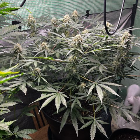 Milky Way #2 growlog timeline photo