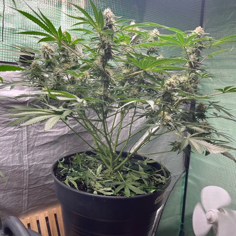 Milky Way #2 growlog timeline photo