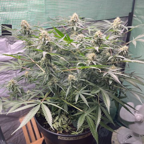 Milky Way #2 growlog timeline photo