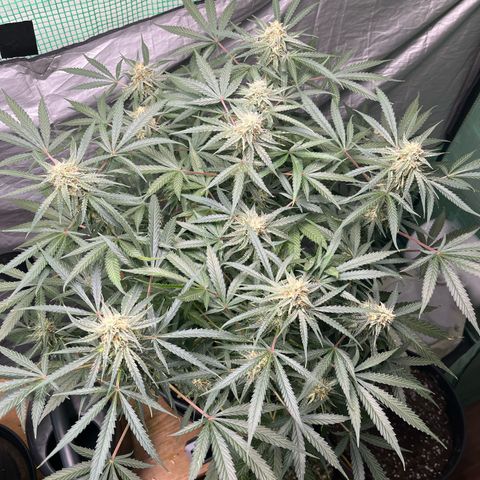 Milky Way #2 growlog timeline photo