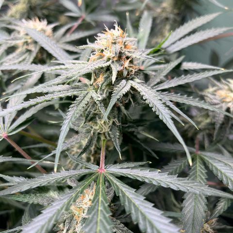 Milky Way #2 growlog timeline photo