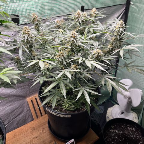 Milky Way #2 growlog timeline photo