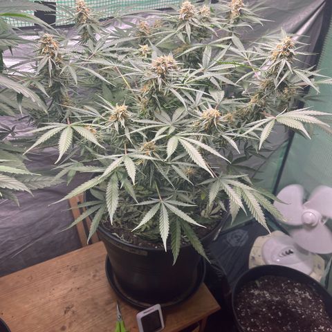 Milky Way #2 growlog timeline photo