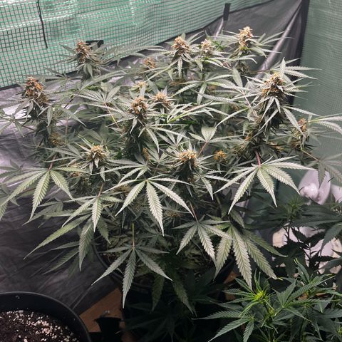 Milky Way #2 growlog timeline photo