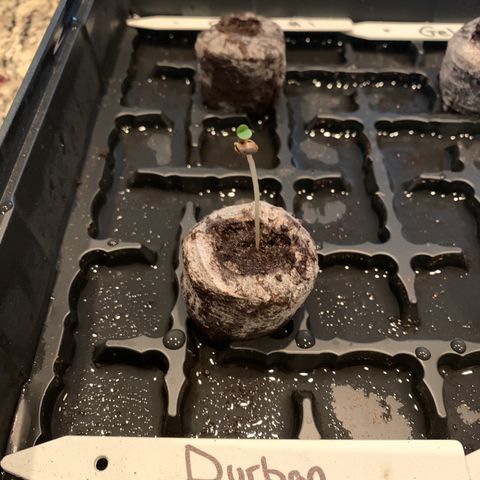 Durban Poison growlog timeline photo