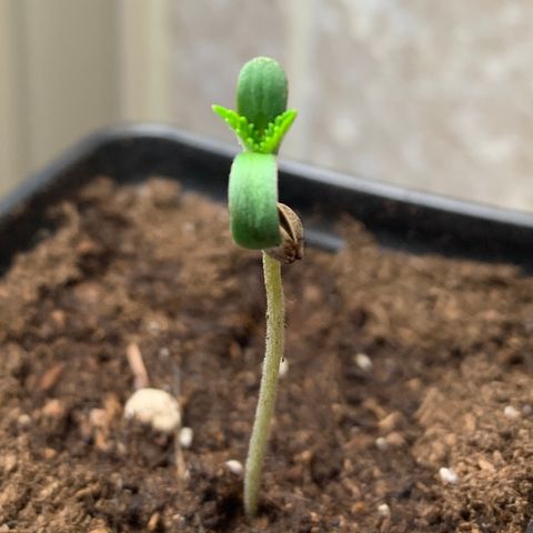 Durban Poison growlog timeline photo
