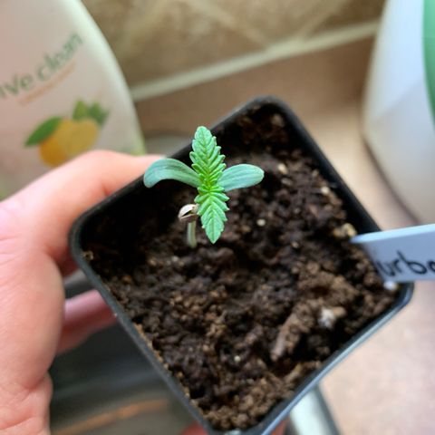 Durban Poison growlog timeline photo