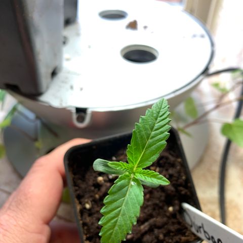 Durban Poison growlog timeline photo