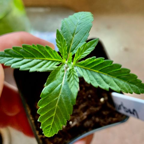Durban Poison growlog timeline photo