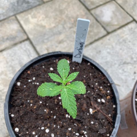 Durban Poison growlog timeline photo