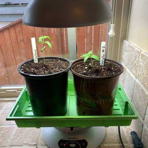 Durban Poison growlog timeline photo