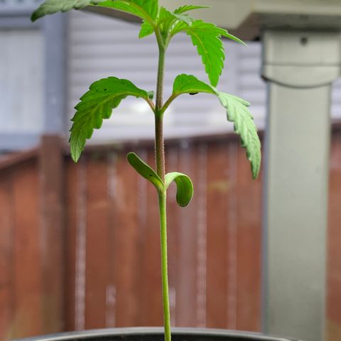 Durban Poison growlog timeline photo