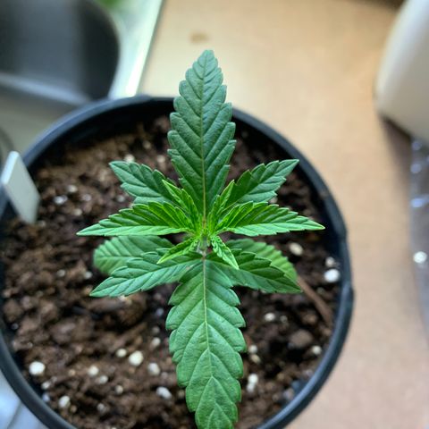 Durban Poison growlog timeline photo
