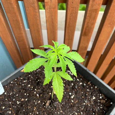 Durban Poison growlog timeline photo