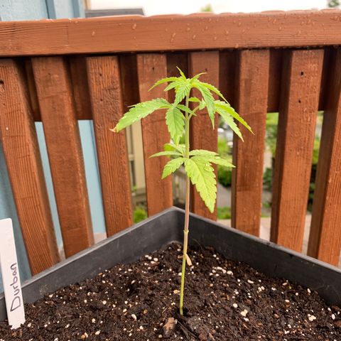 Durban Poison growlog timeline photo