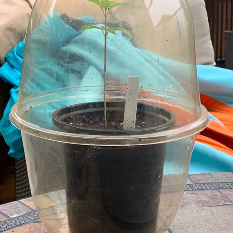 Durban Poison growlog timeline photo