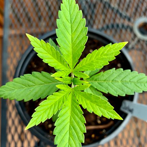 Durban Poison growlog timeline photo