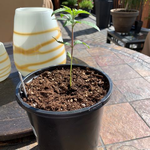 Durban Poison growlog timeline photo