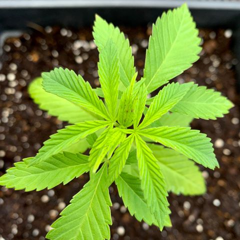 Durban Poison growlog timeline photo