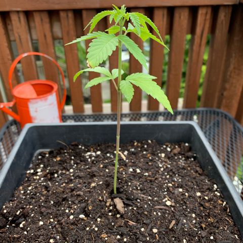 Durban Poison growlog timeline photo