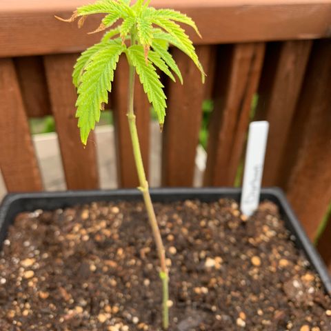 Durban Poison growlog timeline photo