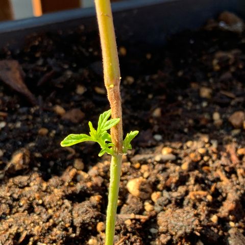Durban Poison growlog timeline photo