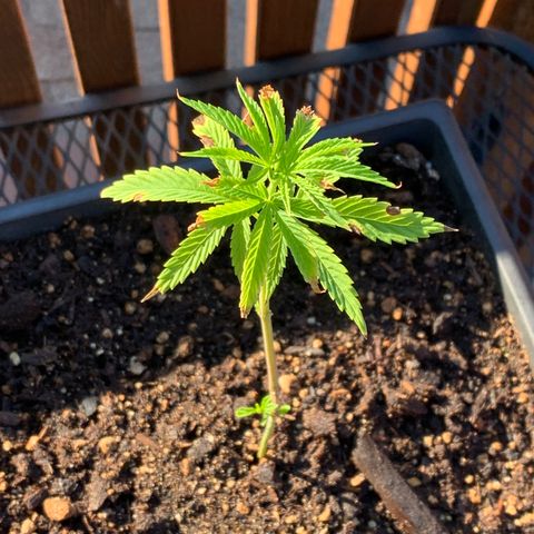 Durban Poison growlog timeline photo