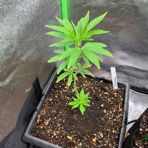 Durban Poison growlog timeline photo