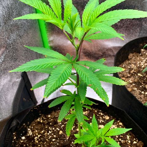 Durban Poison growlog timeline photo