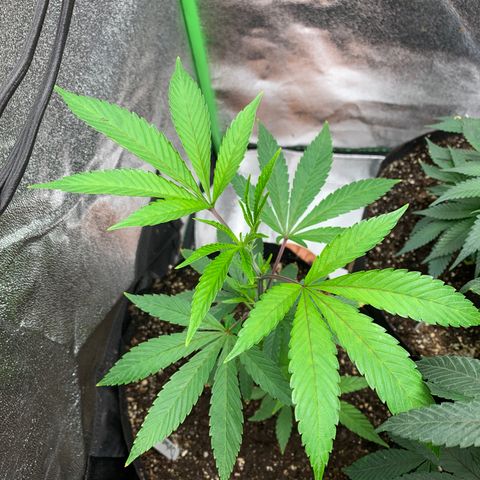 Durban Poison growlog timeline photo