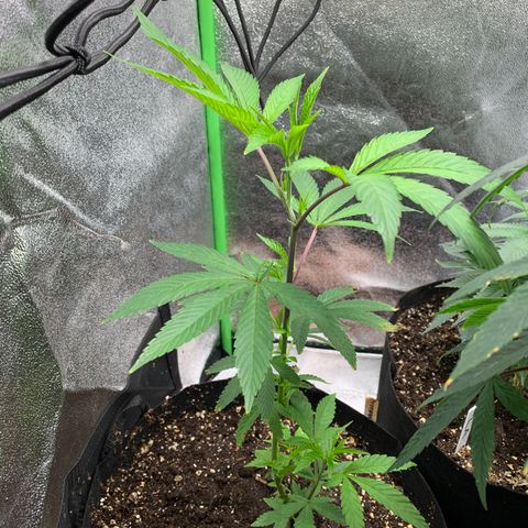 Durban Poison growlog timeline photo