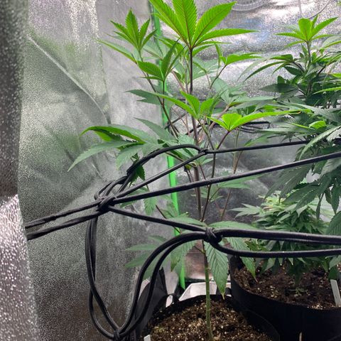 Durban Poison growlog timeline photo