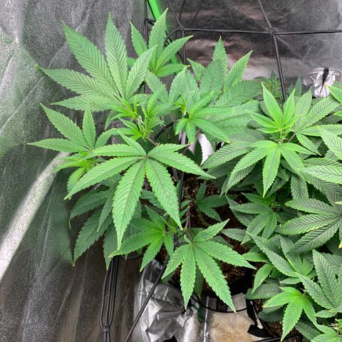 Durban Poison growlog timeline photo