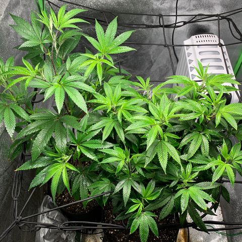 Durban Poison growlog timeline photo