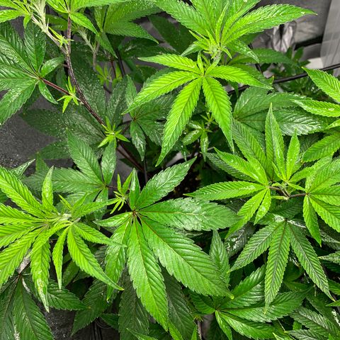 Durban Poison growlog timeline photo