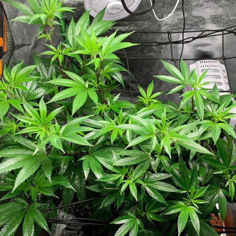 Durban Poison growlog timeline photo