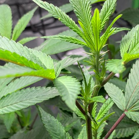 Durban Poison growlog timeline photo