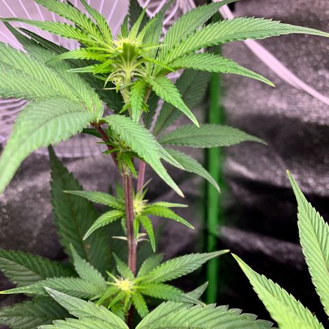 Durban Poison growlog timeline photo