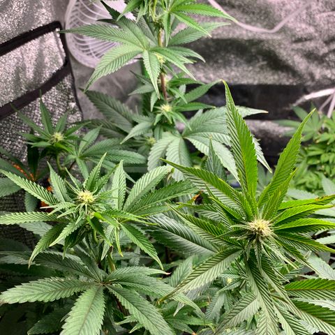 Durban Poison growlog timeline photo