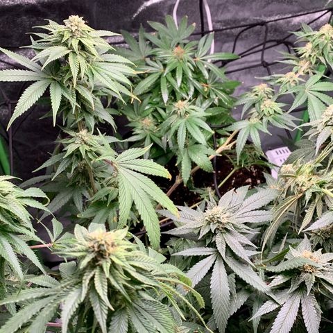 Durban Poison growlog timeline photo