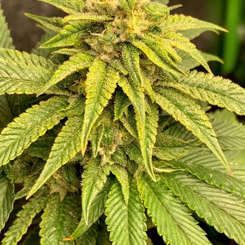 Durban Poison growlog timeline photo