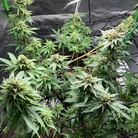 Durban Poison growlog timeline photo