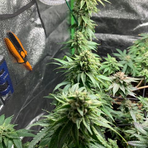 Durban Poison growlog timeline photo